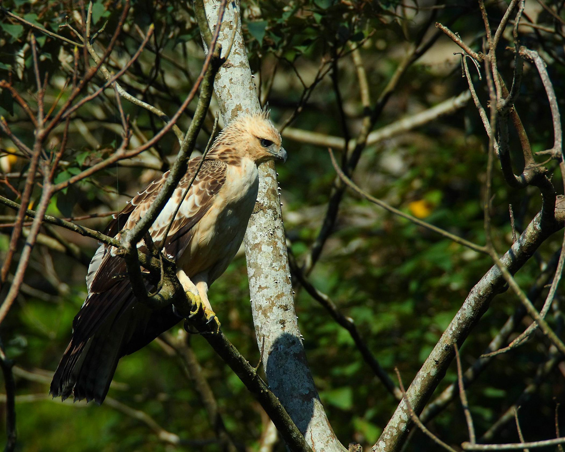 PrettyArt 飛羽分類