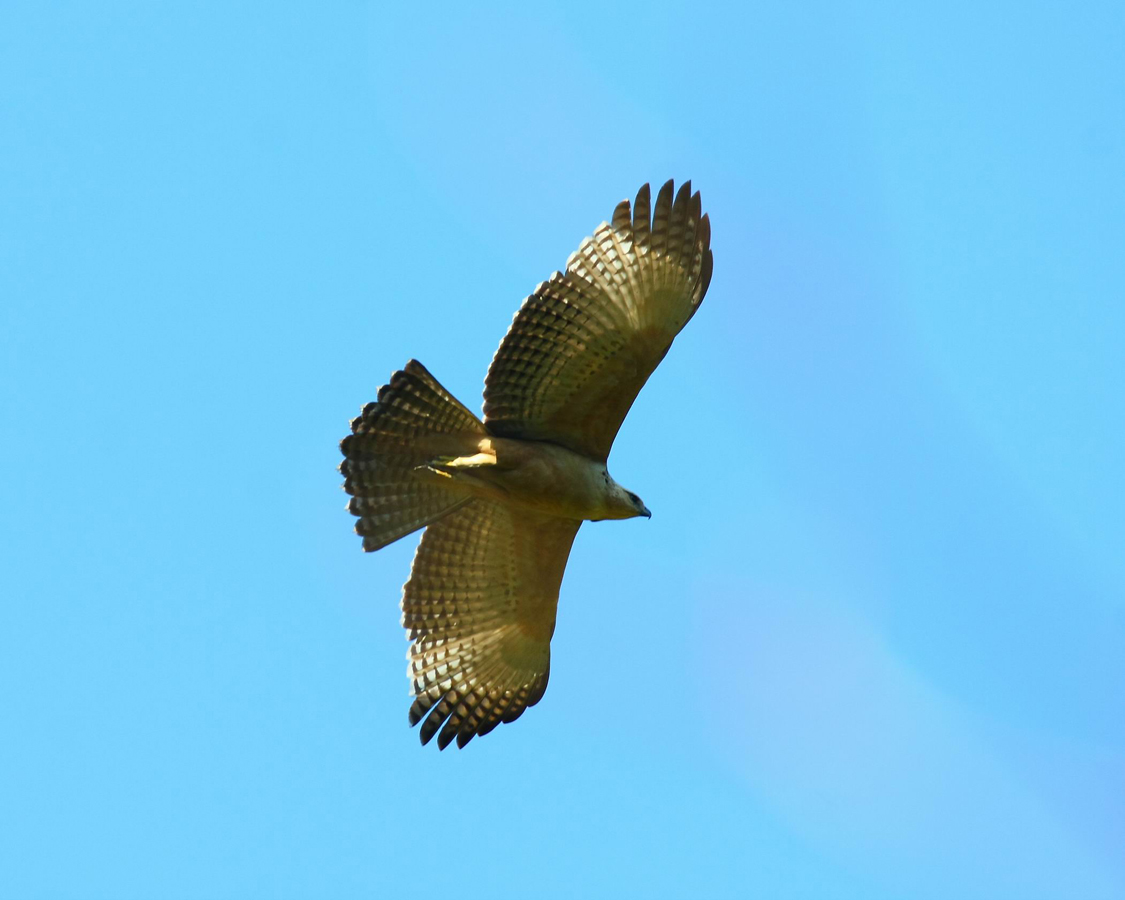 PrettyArt 飛羽分類