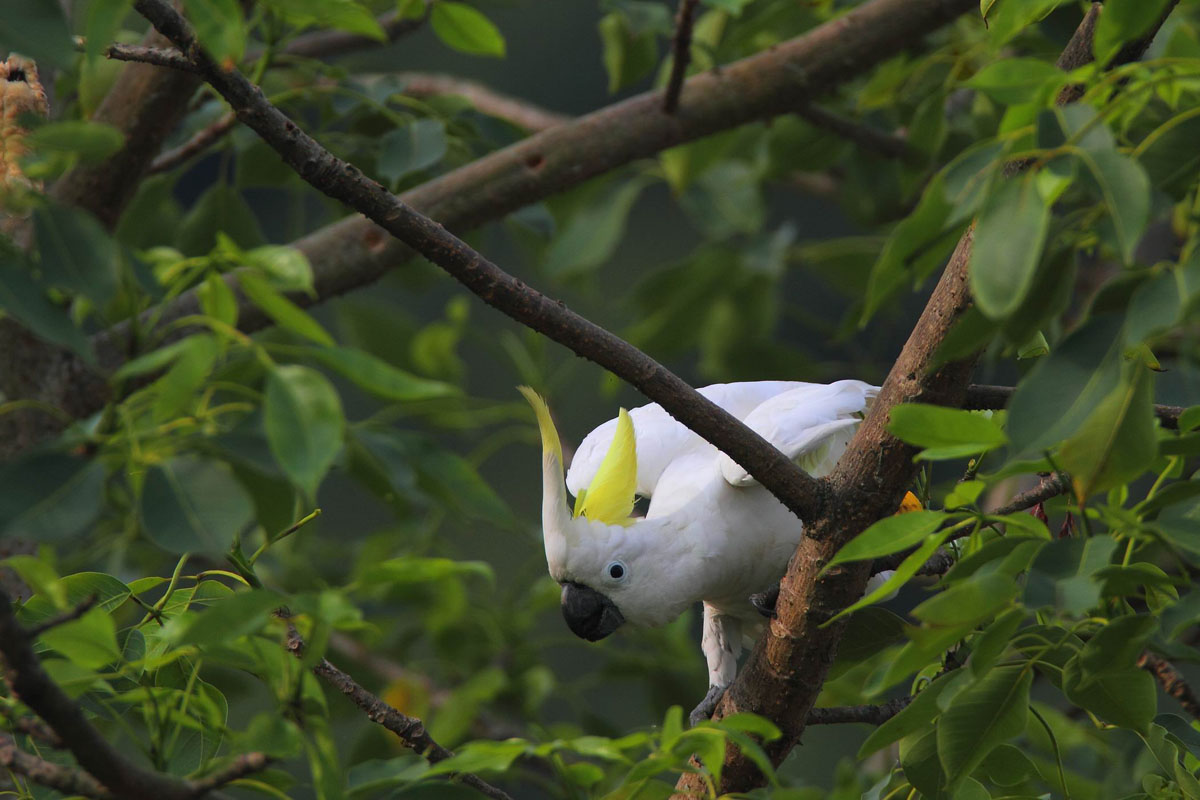 PrettyArt 和楓創藝- 飛羽分類(葵花鳳頭鸚鵡)